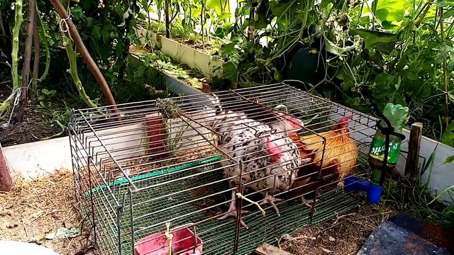 Вот что осталось от дачи смотреть онлайн