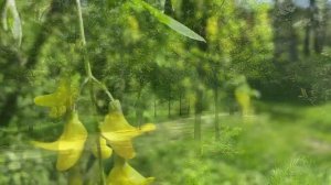 Липовый цвет