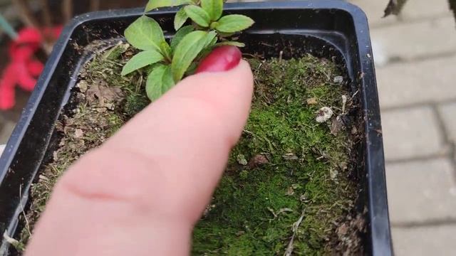 Ответы на вопросы.Гортензии,черенки?? смотреть онлайн