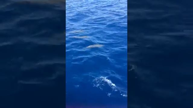 Дельфины в красном море | Отдых Египет | Яхта смотреть онлайн