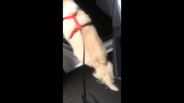 Before and After a Haircut and Bath - Corgi Pomeranian mix смотреть онлайн