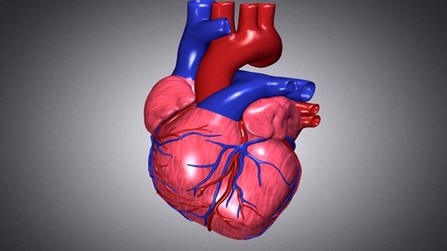 Удивительные факты о мышцах смотреть онлайн