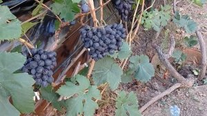 @Новый виноград Посланник от Калугина В М  Отзыв о винограде