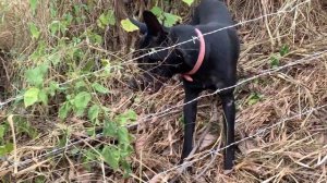 ЗАБОР ИЗ КОЛЮЧЕЙ ПРОВОЛОКИ (НЕ ЕГОЗА). Монтаж и тестирование