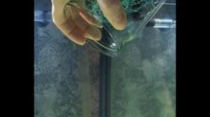 Креветки амано | запуск в новый аквариум