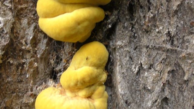 'Chicken of the Woods' Laetiporus Sulphureus смотреть онлайн