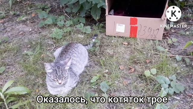 Маленькие котята на улице и они в опасности! смотреть онлайн
