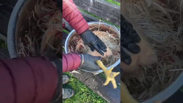 САМЫЙ БЫСТРЫЙ СПОСОБ ОЩИПЫВАНИЯ БРОЙЛЕРОВ. Как Ощипать Бройлера За 3 Минуты!!! смотреть онлайн
