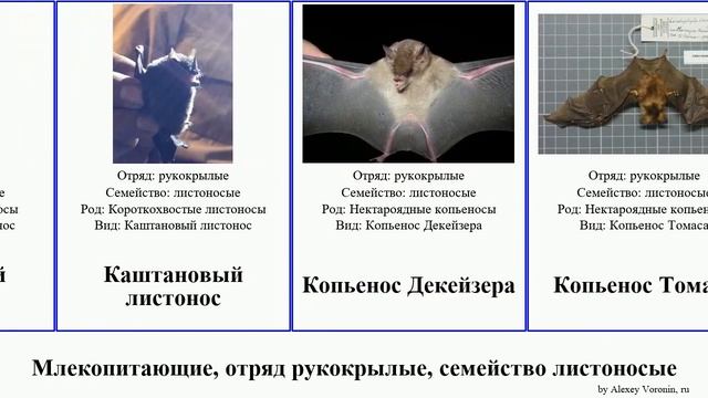 Млекопитающие, отряд рукокрылые, семейство листоносые вампир копьенос длиннонос mammal Большой смотреть онлайн