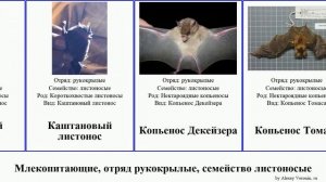 Млекопитающие, отряд рукокрылые, семейство листоносые вампир копьенос длиннонос mammal Большой
