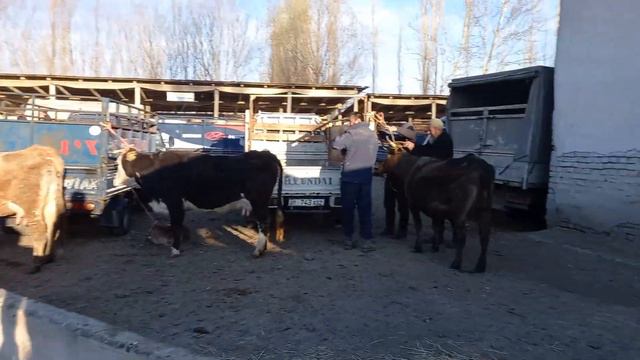 Базарда 😱Баары 50 м/ 70 уй Издешти Базар кызуу Жаны ноокат мал базары 15 марта 2023 г. смотреть онлайн