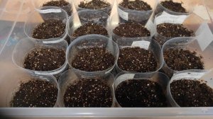 Гейхера посев семян легко и просто!