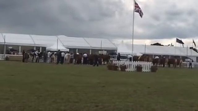 The Royal Cheshire show.xxx смотреть онлайн