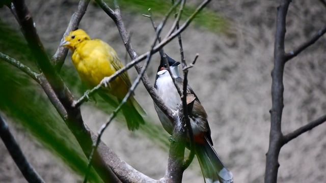 LUMIX DMC-G5 AVCHD60p 日本平動物園の室内の小鳥 смотреть онлайн