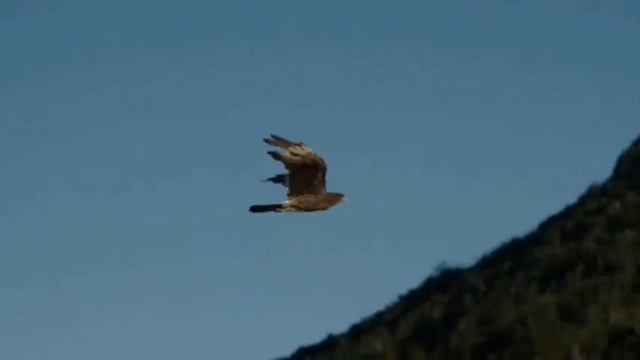 Звук орла. Крик орла. The sound of an eagle. смотреть онлайн