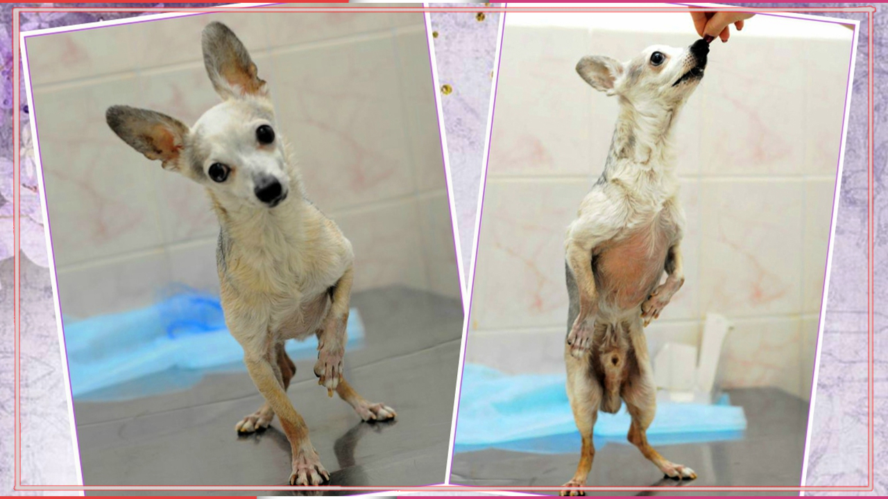 Дрожащего пса бросили возле клиники… Но вскоре Гудвин попал в свою волшебную страну! смотреть онлайн