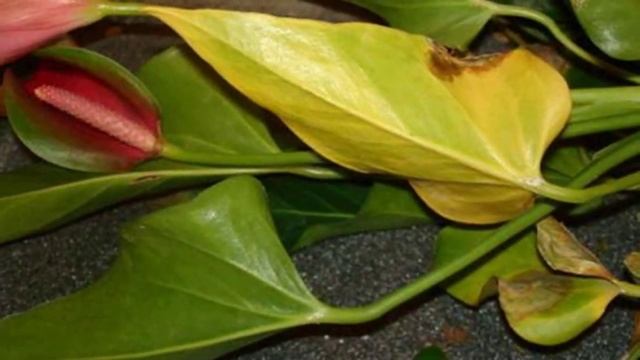 Как спасти цветы? Почему комнатные растения желтеют? смотреть онлайн