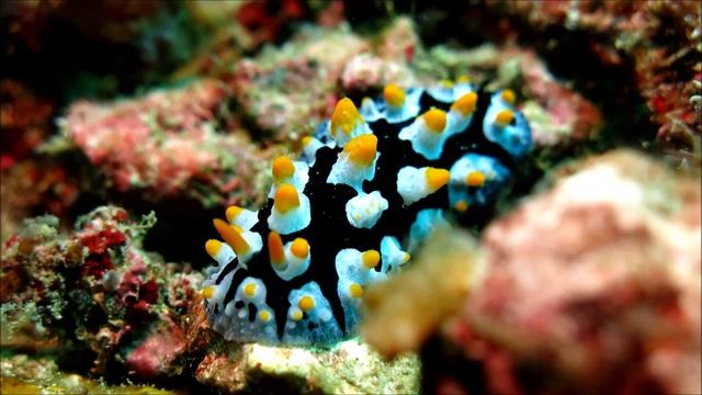 Eat.Sleep.Dive REPEAT! смотреть онлайн