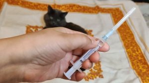 Как поставить коту укол в мышцу  в домашних условиях