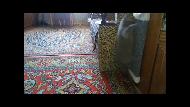 Как приучить котенка к когтеточке смотреть онлайн