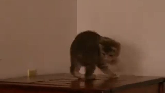 Кошка ловит свой хвост) смотреть онлайн