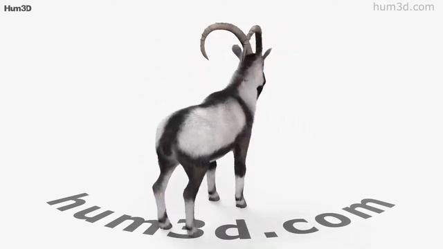Wild Goat 3D model by 3DModels.org смотреть онлайн
