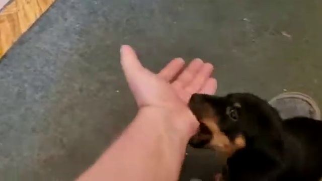 Ягдтерьер | 1,5 месяца первые игры дома