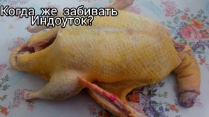 Оптимальные сроки убоя Мускусных уток/Индоуток/когда забивать?