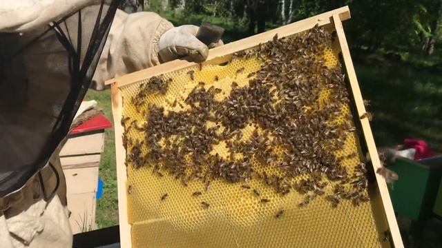 Деление пчелиной семьи на пол лёта, большая русская рамка) смотреть онлайн