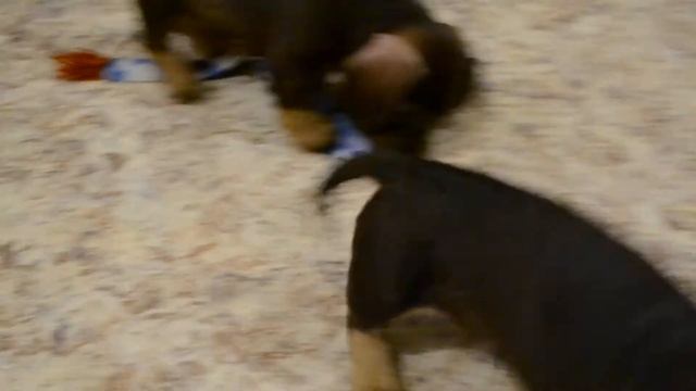 Щенки таксы 1.5 месяца смотреть онлайн