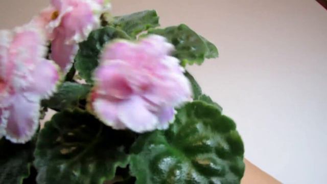 Zima Ulybaetsya / Winter Smiles / Зима Улыбается - African Violet Review смотреть онлайн