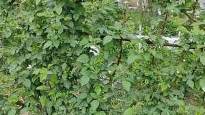 ежевика Карака Блэк прощаюсь с урожаем