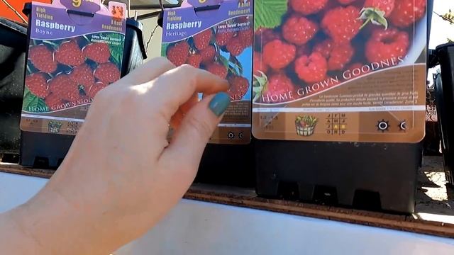 США Обзор цветочного магазина в Америке / Цены на саженцы и цветы в магазине Home Depot смотреть онлайн