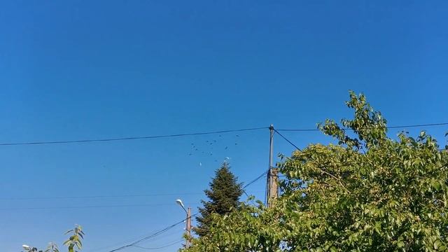 Почтовые голуби летают. Бойные сидят закрытые.Patches fly. High flying sit closed смотреть онлайн