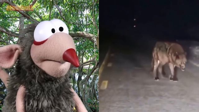 12 Most DANGEROUS Animals In The WORLD смотреть онлайн