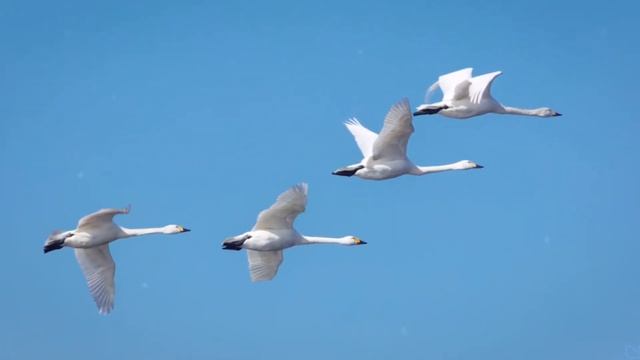 РАЗНЫЕ СУТИ