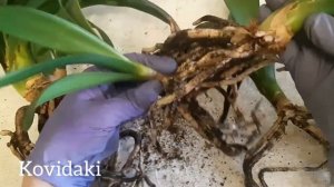 Как отделять детки кливии. Посадка кливии.