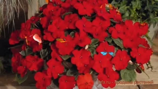 Бальзамин обыкновенный Черри Ред ? бальзамин Черри Ред обзор: как сажать семена бальзамина Черри Ре смотреть онлайн