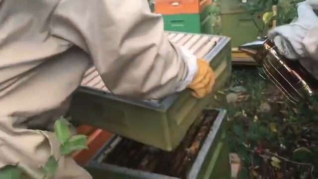 Пчелопакеты KAIGA.RU Саратовская область спустя 4 недели смотреть онлайн