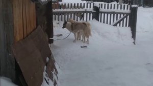 Первая Вязка Западно-сибирских лаек/ЖДЁМ ЩЕНКОВ/