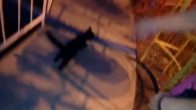 Кошка на карусели