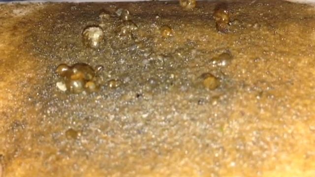 Жучки, рачки или блохи в грунте 2 или мелкие остракоды смотреть онлайн