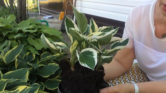 Хосты в саду. Посадка хосты Патриот.