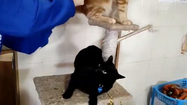 Jeffrey, the Bongo Cat - my cat loves being slapped on the butt смотреть онлайн