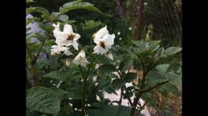 ГИБНЕТ ТОМАТ! Тонкая макушка, листья опущенные, бледные и резные!