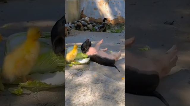 VID-20231027-WA0004.mp4 смотреть онлайн