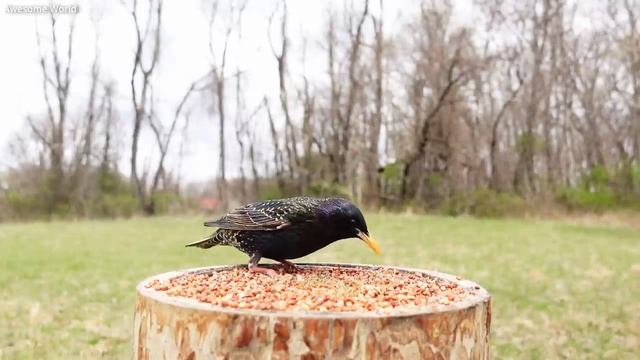 пение птиц в лесу слушать онлайн бесплатно для сна и детей в хорошем качестве. пение скворца смотреть онлайн