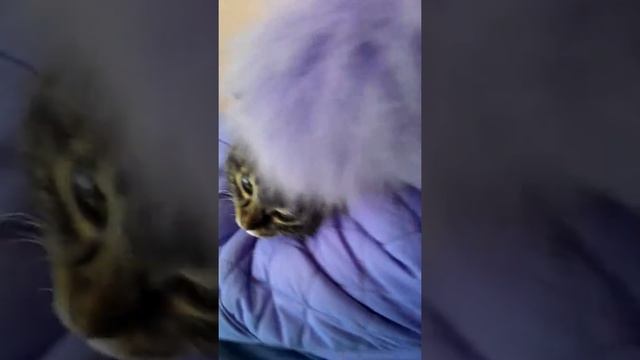 Делаем кошке Гале прививку смотреть онлайн