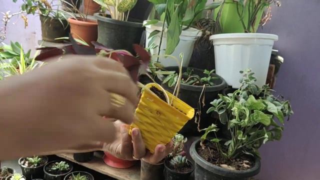 Purple Shamrock packing to Ranchi смотреть онлайн