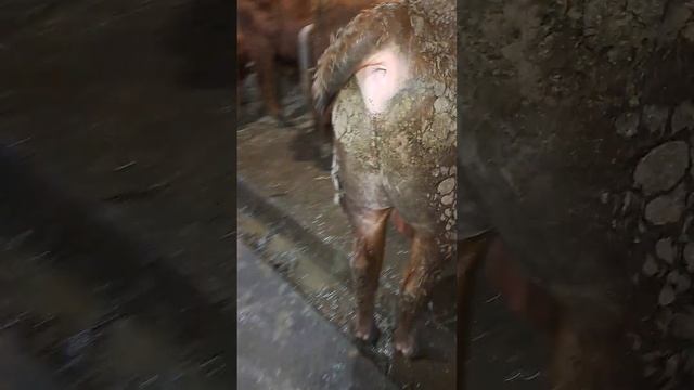 Новая партия бычков на откорм.Усиленный откорм быков. смотреть онлайн